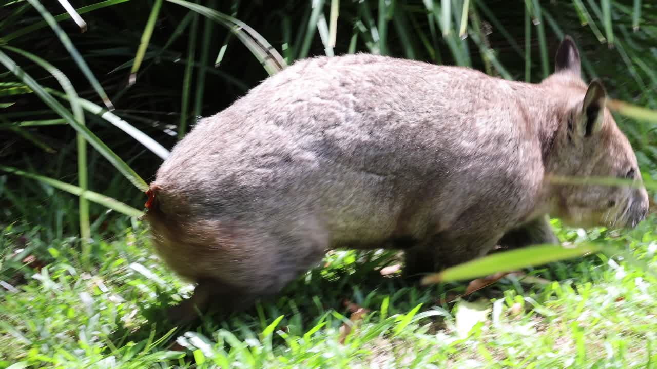 un wombat paseando tranquilamente en el césped exuberante