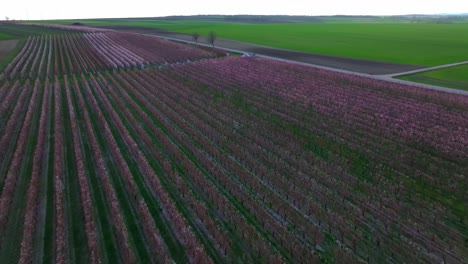 Pullback-Over-Blooming-Apricot-Trees-In-Vast-Fruit-Orchard-In-Springtime