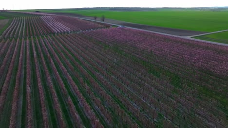 retiro sobre los árboles de albaricoque en flor en un vasto huerto de frutas en primavera