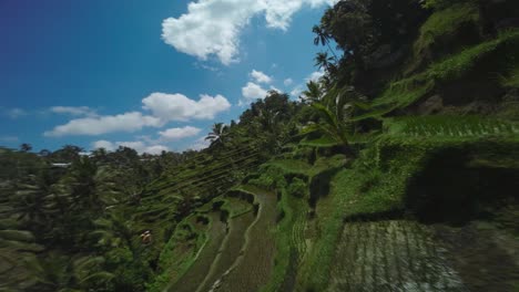 Drone-Sobrevolando-Cerca-De-Palmeras-En-La-Terraza-De-Arroz-De-Tegallalang,-Cielo-Azul