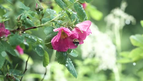 pink rose flower with bee on a rainy day