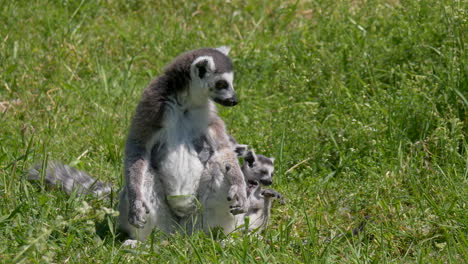 primer plano de una familia de lémures dulces descansando en un campo de hierba verde durante el verano