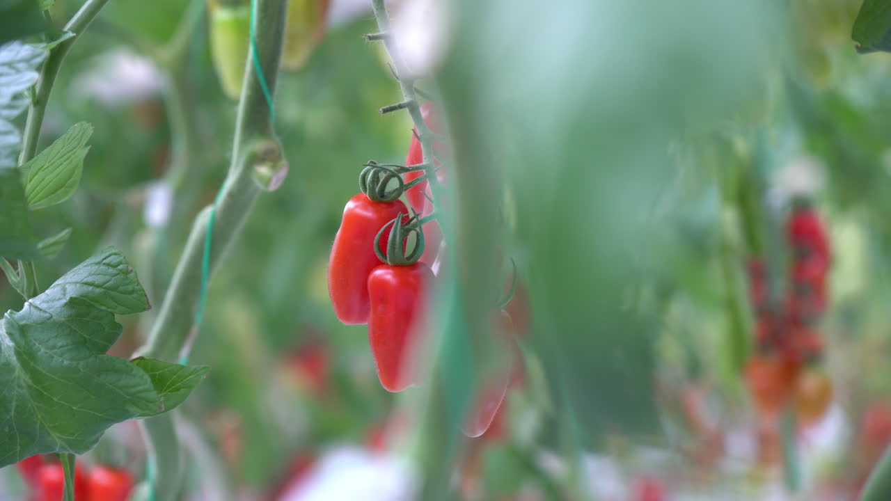빨간 토마토 따기에 익은