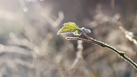 Hintergrundbeleuchtetes-Frostiges-Blatt-In-Gefrorener-Karger-Natur,-Sanfte-Dolly-Bewegung