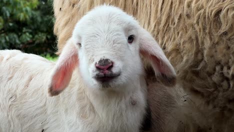 Cute-little-lamb-portrait-standing-next-to-mother-sheep