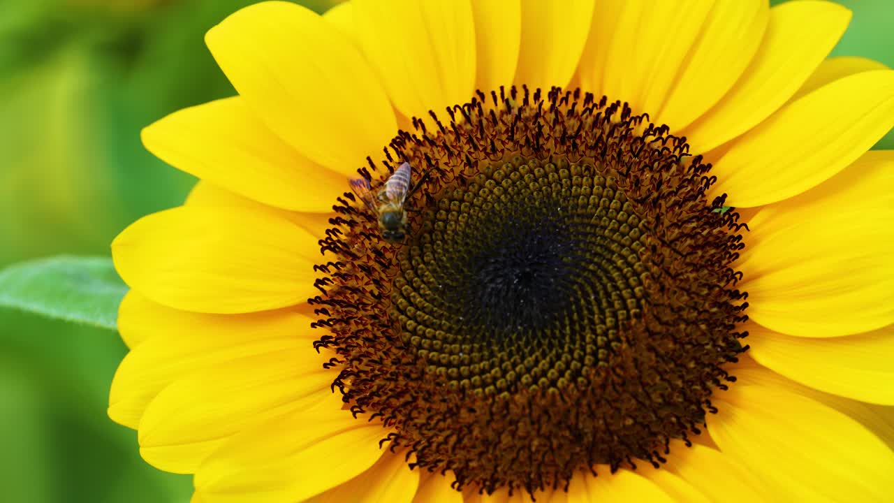 en una abeja de girasol