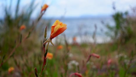 colorful flower on shore of lake taupo in new zealand, slow motion