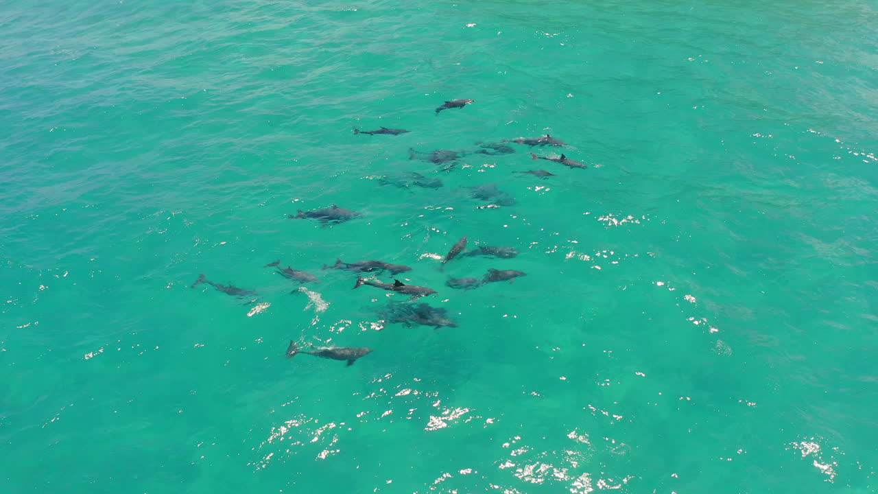 los delfines en un océano turquesa