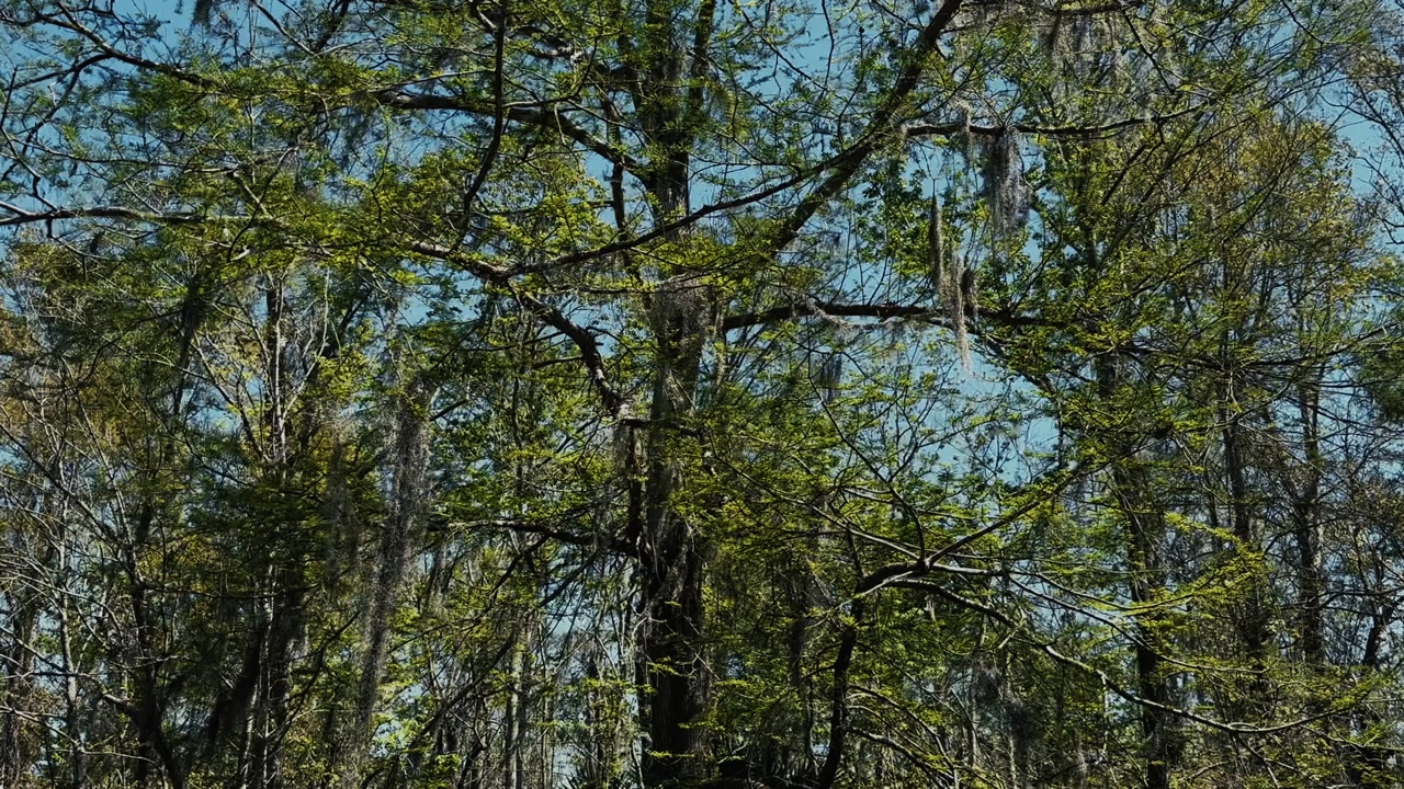 Green trees covered with hanging moss stand in a swamp in Louisiana. The scene shows dense vegetation against a clear blue sky.
