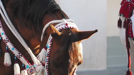 ornamented horse head