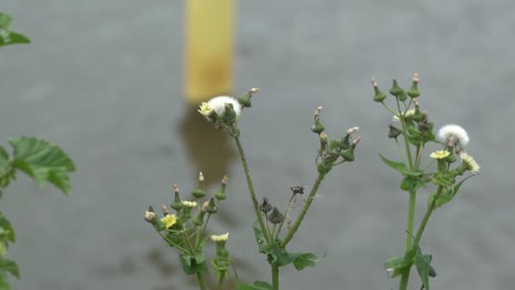 Naturschmetterling-Im-Freien-Auf-Ungräsern-Windiger-Tag-Am-Seeufer