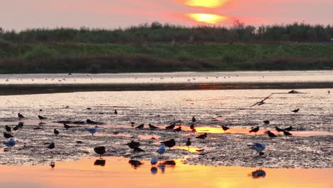 foreground silhouettes of flock of birds in slow motion