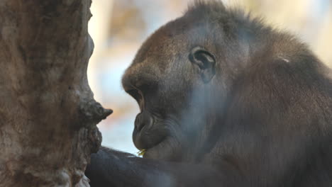 Gorilla-in-wildlife-park