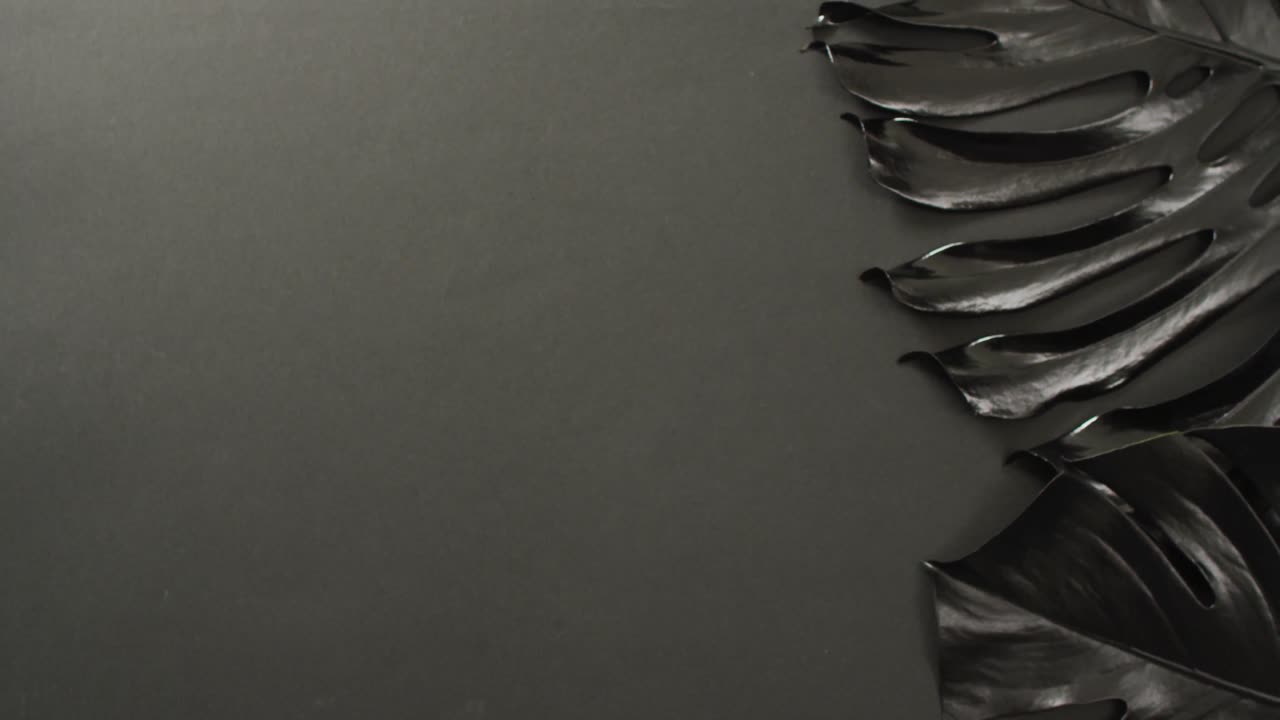 черные листья растения монстера на темно-сером фоне с копировальным пространством