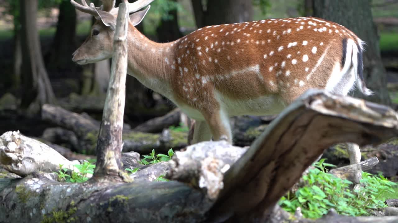 el pequeño becerro de ciervo europeo está mirando a su alrededor preocupado antes de que el gran buck entre delante del marco