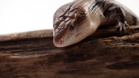 blue tongue skink - extreme close up on face as he whips out tongue - slow motion