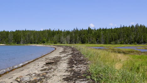 looking down the beach dividing atlantic ocean view and saltwater marsh with a pine forest in the background