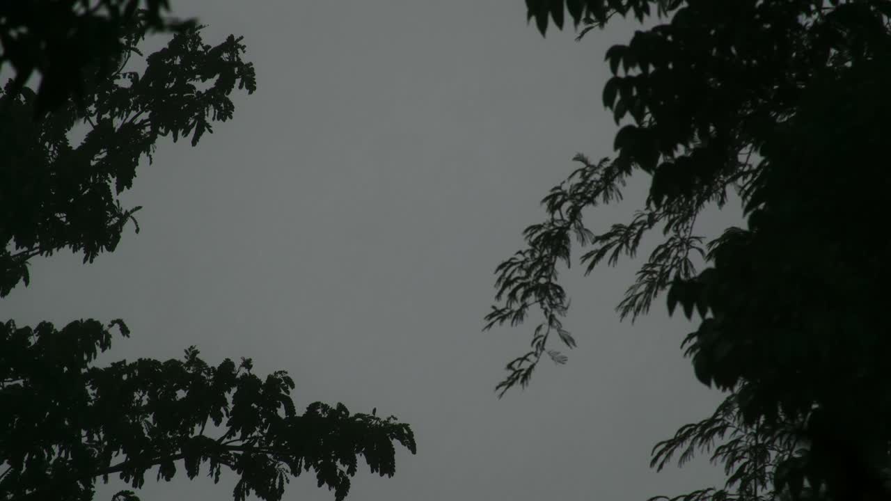 폭풍우가 나무 너머로 불어오고