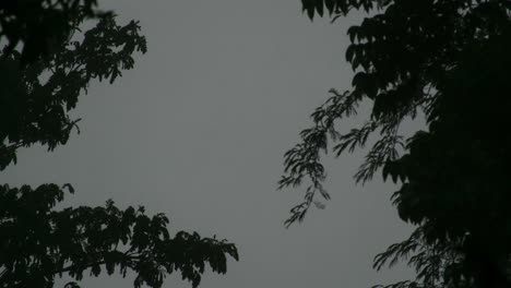 a storm brews beyond the trees