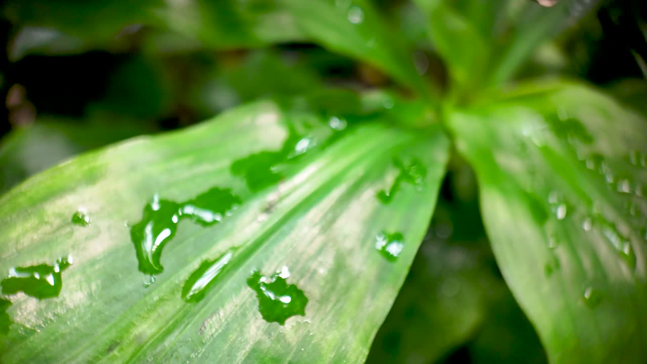 Primo piano di una foglia verde brillante con goccioline d'acqua scintillanti, che mostra la bellezza della flora tropicale