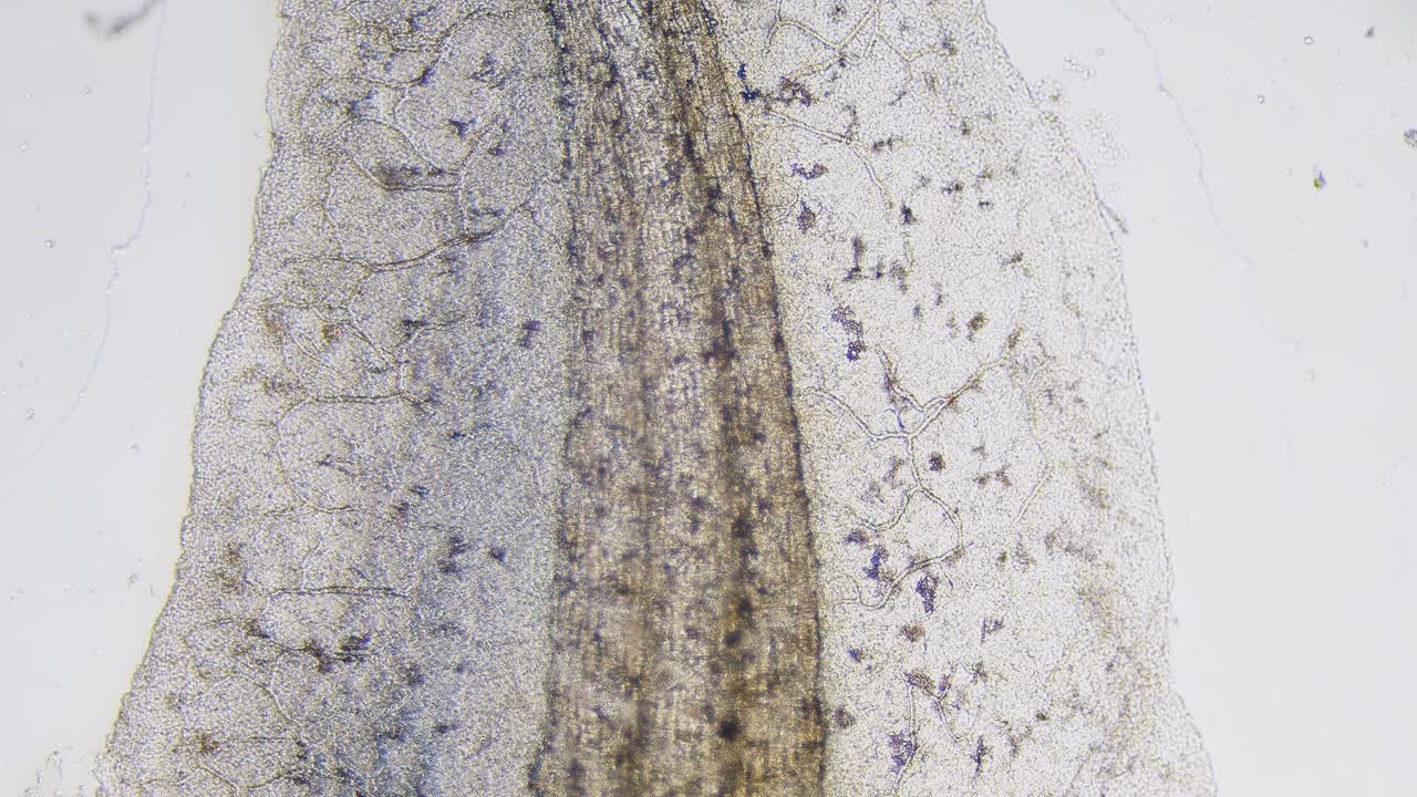 sangre movimiento de eritrocitos en vasos sanguíneos capilares microscopía