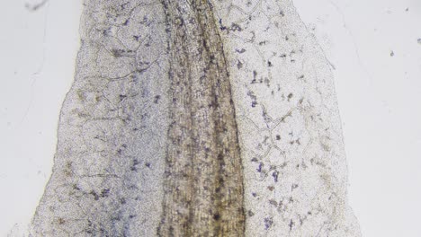 blood erythrocyte movement in blood vessels capillaries microscopy