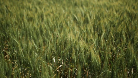 green grass and wheat stalks blowing in the wind on a farm