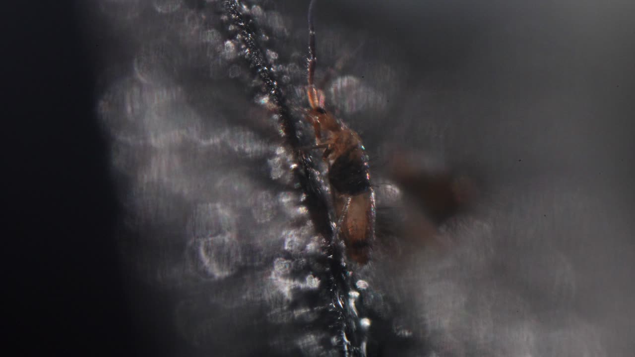 은 스프링테일이 검은 바위 표면에 고 있습니다.