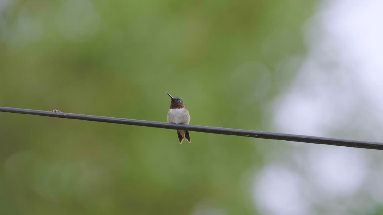 루비 목의 콜리버드 (ruby-throated hummingbird) 는 전화선에 앉아서 사냥을 조심스럽게 지켜보고 있다.