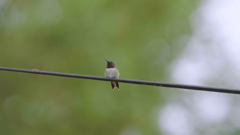Ruby-throated-hummingbird-cautiously-watches-out-for-predators-while-resting-on-a-telephone-wire