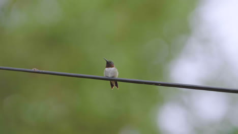 el colibrí de garganta rubí cuida cuidadosamente de los depredadores mientras descansa en un cable telefónico