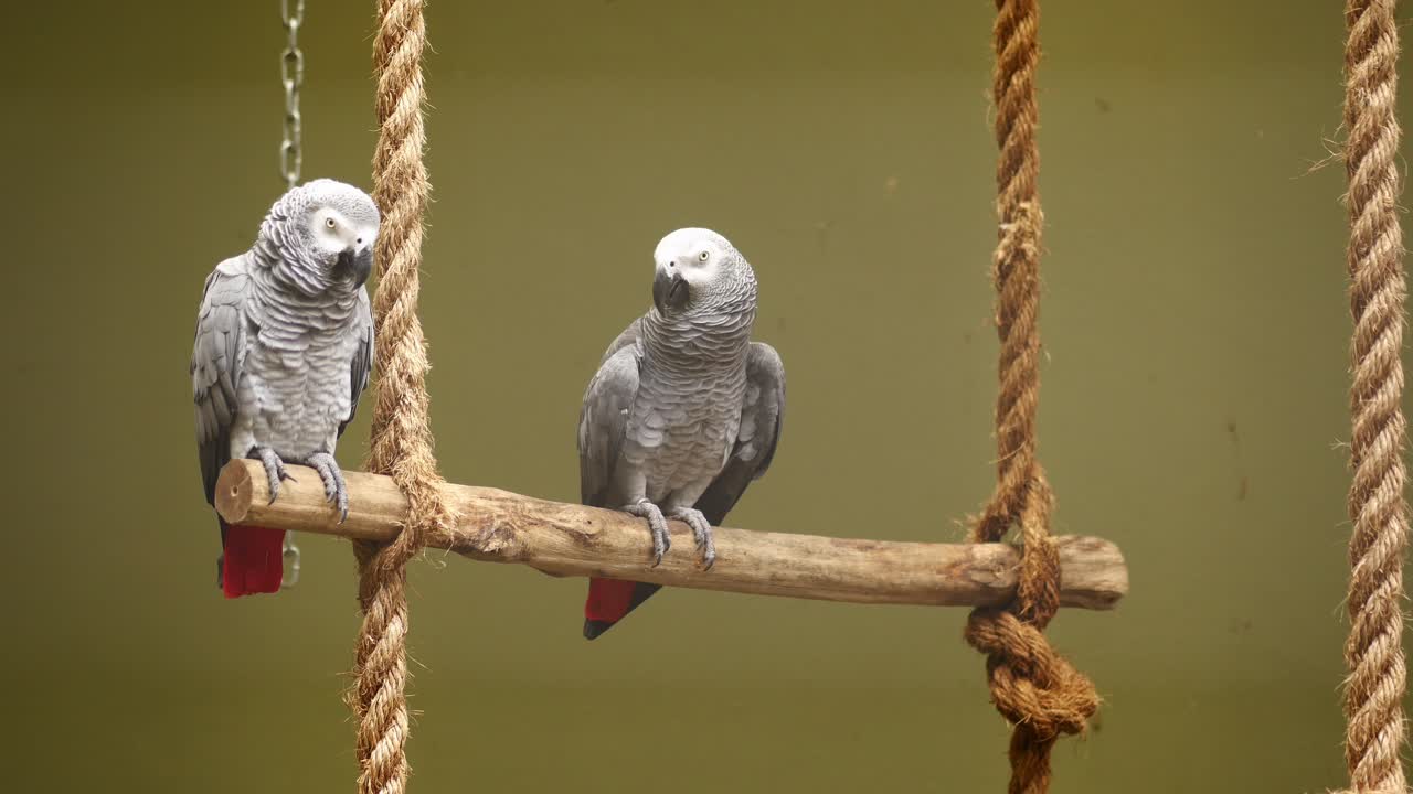 dos loros grises africanos en un columpio