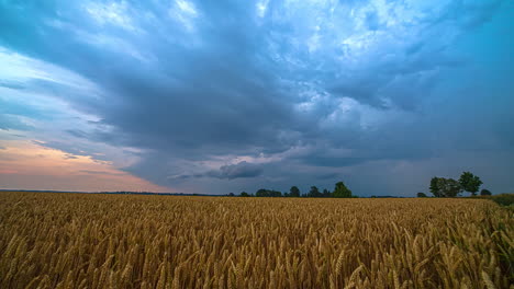 Vídeo-Timelapse-Sobre-Un-Campo-De-Trigo-Maduro-Con-Un-Cielo-Azul-Nublado-Expresivamente-Hermoso-Al-Atardecer