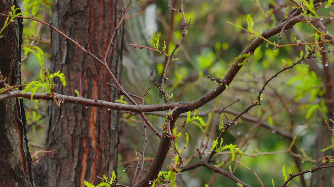 Misty air and scattered showers breathe life into the budding tree limbs along the forested slopes of Boulder.