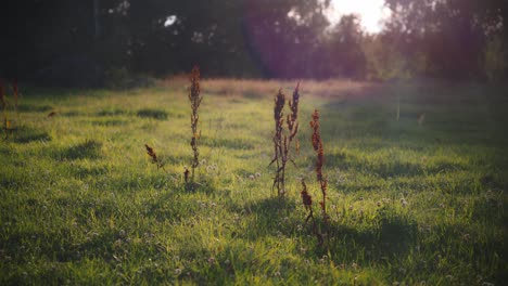 weeds growing from grass lawn on a summer evening