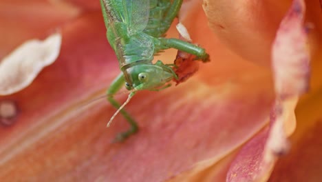 Un-Primer-Plano-De-Una-Gran-Cabeza-De-Saltamontes-Verde-Comiendo-Una-Flor-De-Color-Naranja