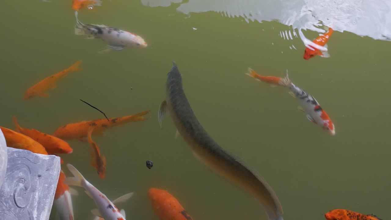 그리고 코이 연못에서 헤엄치는 카르프 물고기