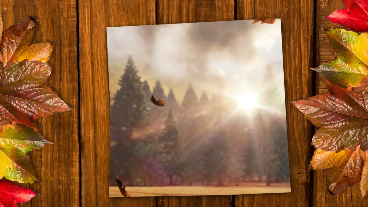 mostrando el bosque, las hojas de otoño que caen y la luz del sol brillante 4k