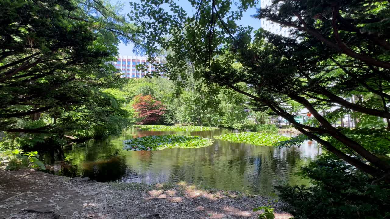Tranquil Sapporo park scene with lush greenery and calm pond waters