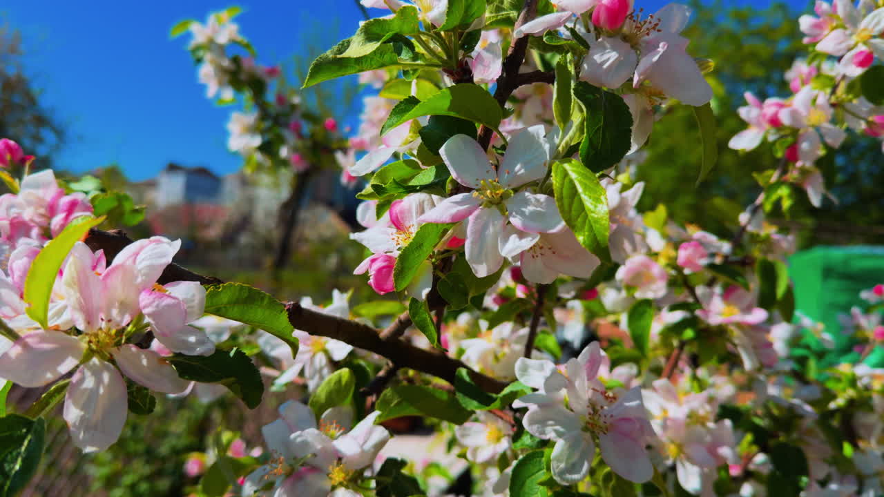 Closeup blossom apple tree branch with white and pink flowers. Natural apple orchard against a blue sky background