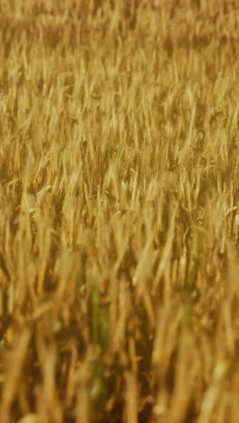 golden wheat field