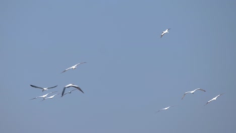 ultra slow motion shot of group of seagulls flying on clear blue sky in summer