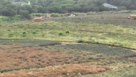 Sobrevuelo-Aéreo:-Trabajadores-Agrícolas-De-Piña-De-Maui-Trabajando-En-Campos-Cerca-De-Autobuses-Escolares-Amarillos