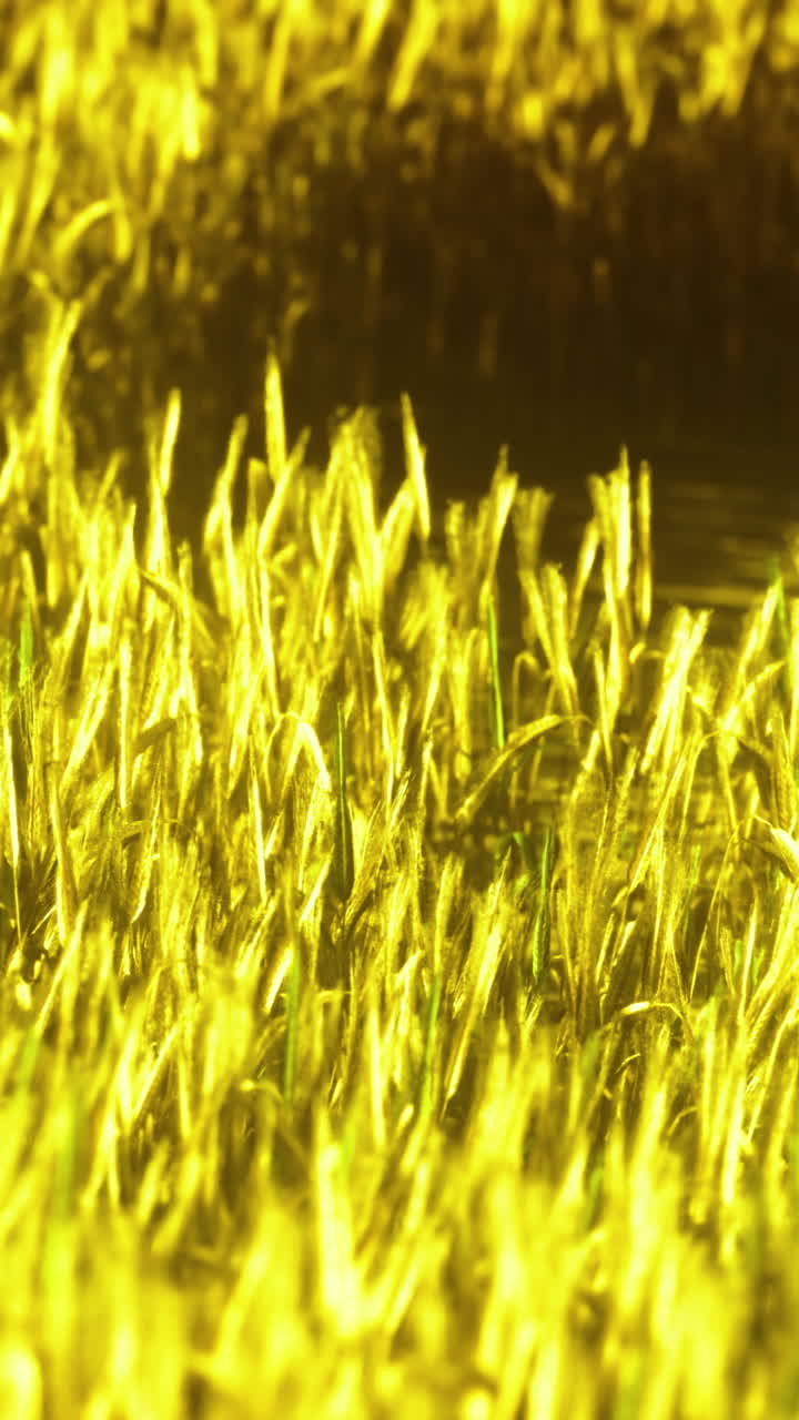 Erba dorata che ondeggia delicatamente nell'acqua sotto la calda luce pomeridiana