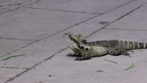 iguana lying still, possibly basking in the sun.