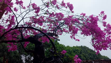 a pink bougainvillea tree on a windy and rainy day