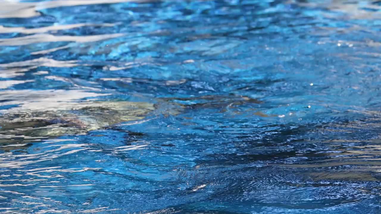 Una foca scivola nell'acqua blu, emergendo con la bocca aperta e schizzando giocosamente.