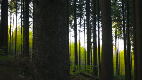 Panning-shot-of-many-trees-in-a-bright-green-forest