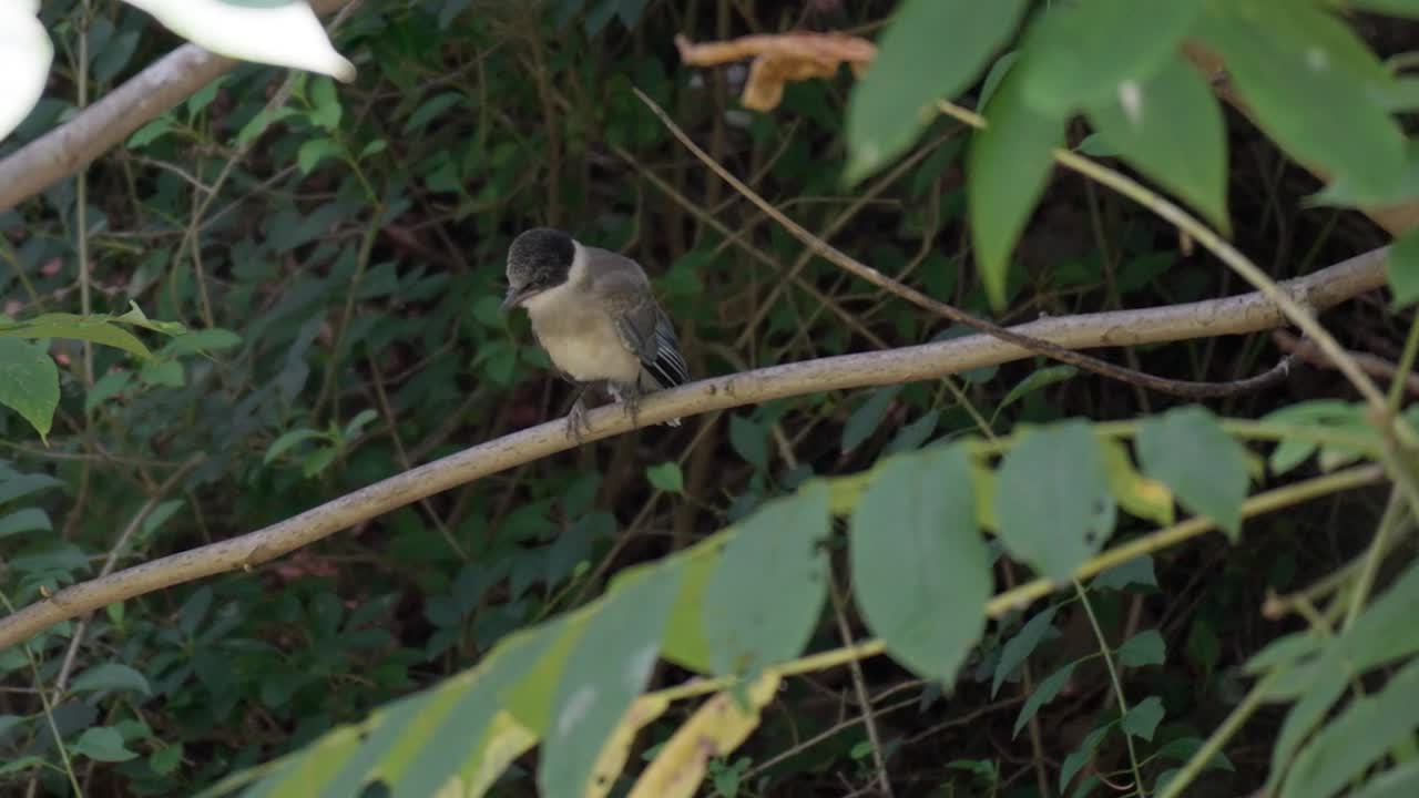 joven pájaro urraca de alas azules posado en la rama de un árbol y llamando en el desierto