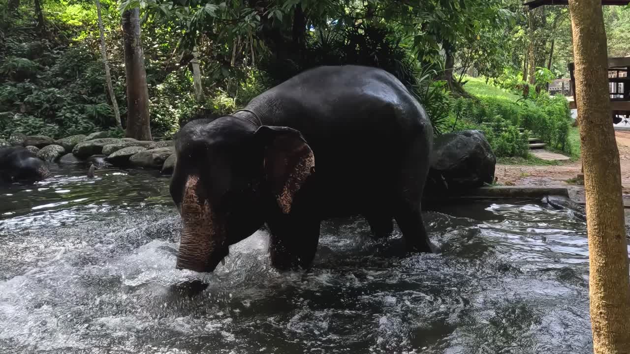 A single elephant enjoys splashing water in a serene forest stream, surrounded by lush greenery.